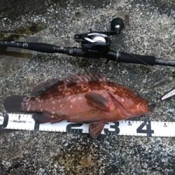 ベイトショアジギ