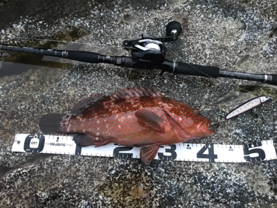 ベイトショアジギ