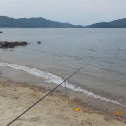 キス苦戦後、初登場2匹