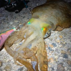 秋イカサイズだけど嬉しい1杯(^。^)