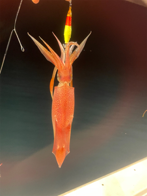 福井　啓福丸さんにてイカメタル