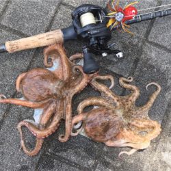 モーニングサービスなタコ散歩♫