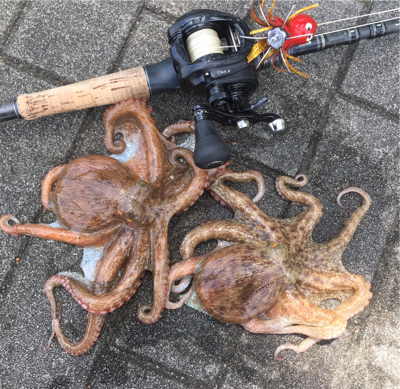 モーニングサービスなタコ散歩♫