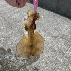 久しぶりのアオリイカ