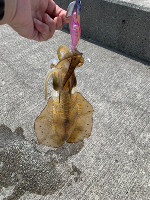 久しぶりのアオリイカ