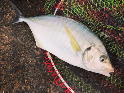 梅雨イサキ釣り