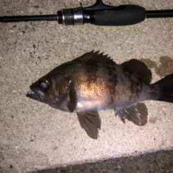 梅雨メバリング