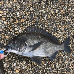 大潮の朝に満潮でエビ撒き