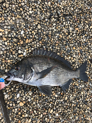 大潮の朝に満潮でエビ撒き