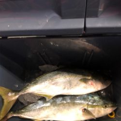 ライトジギング