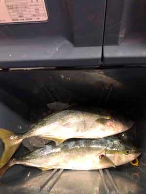 ライトジギング