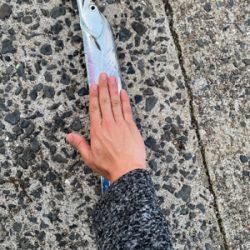 久しぶりの太刀魚