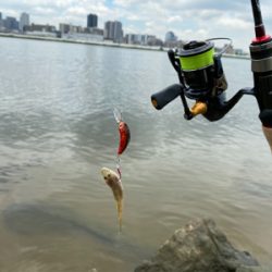 ハゼはいるけど何か渋い