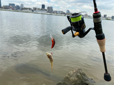 ハゼはいるけど何か渋い