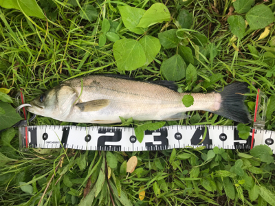 水面直下のハイドロアッパー！