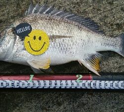 『釣りデビュー♡』188日目！！