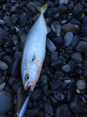 石津浜ジギング