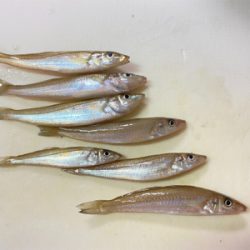 初投稿★4時から7時までキス釣り