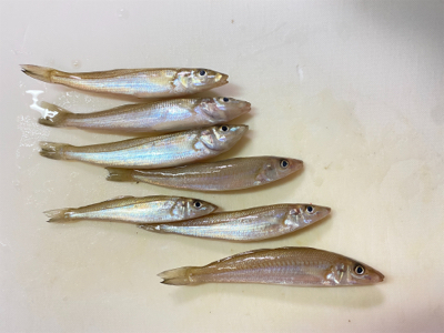 初投稿★4時から7時までキス釣り