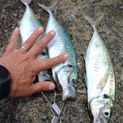 やっと海が生き返ってきた