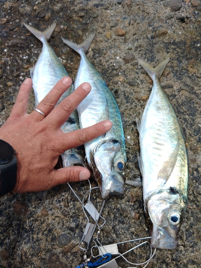 やっと海が生き返ってきた