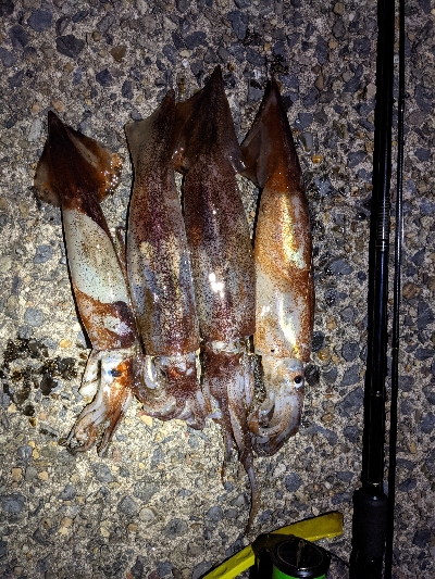 えっ！スルメイカ祭り