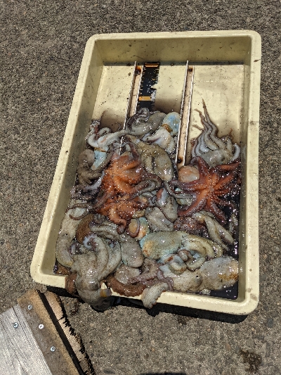 岸和田一文字カーブ