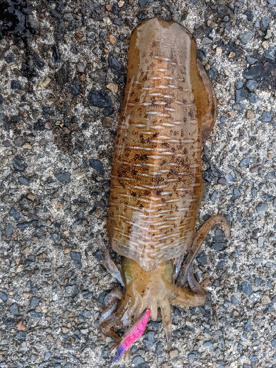 イカ４種目達成！