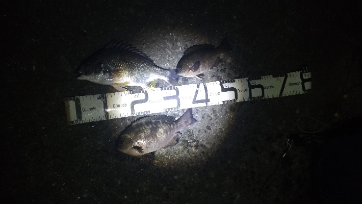 6/9釣果紀州釣りでチヌグレ