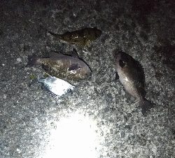 6/17釣果 梅雨グレ26センチ2枚