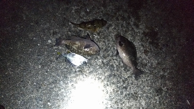 6/17釣果 梅雨グレ26センチ2枚