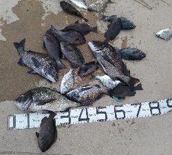 6/27釣果紀州釣りチヌ10枚。グレも11枚。