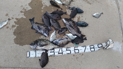 6/27釣果紀州釣りチヌ10枚。グレも11…