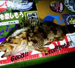 ꧁NICE ROCKFISH꧂