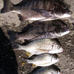 早朝からの釣行