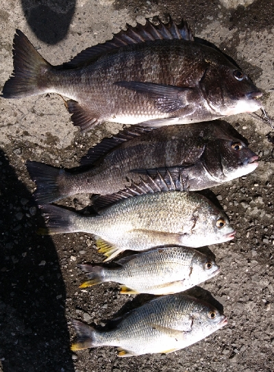 早朝からの釣行