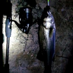 チーバスと諸々