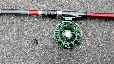 今回はボラでした