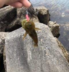 ええ穴釣りポイント発見
