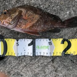 ガシラ  25cm‼︎