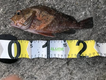 ガシラ  25cm‼︎