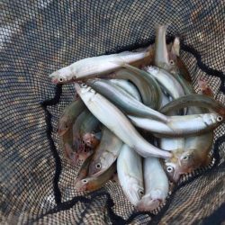 夕方の小鮎釣り