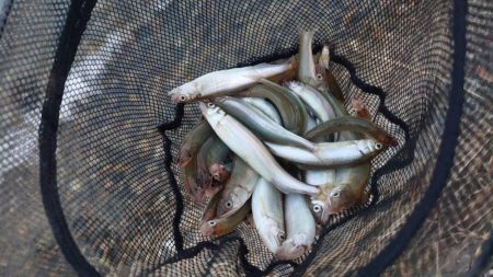 夕方の小鮎釣り