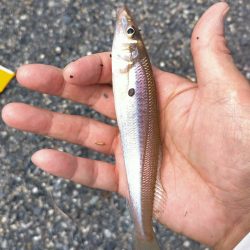まるまると太ったキス