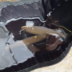 野洲川での友釣り