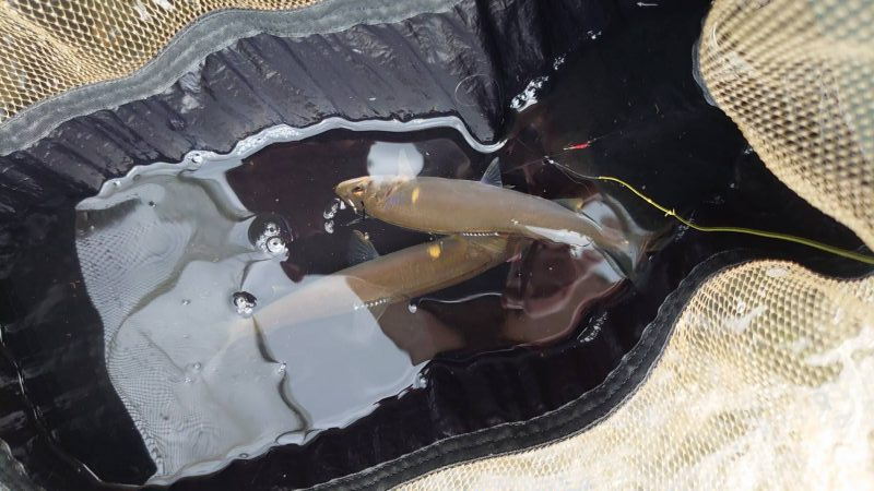 野洲川での友釣り