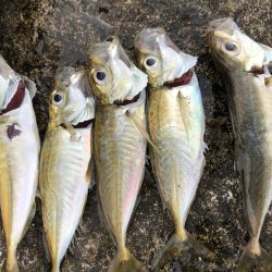 朝マヅメアジング