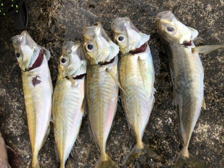 朝マヅメアジング