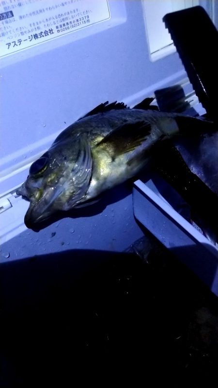 はじめてメバル釣りました!