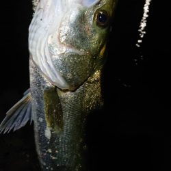 芦屋川河口でシーバス